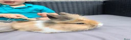 Lionhead rabbits for sale: Lion head babies.  - Advert 12