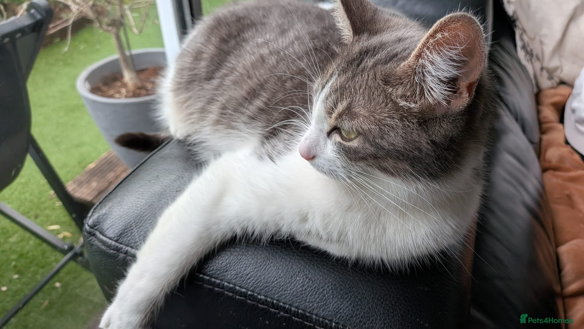Mixed Breed cats 3 Tabby Kittens for Sale - Advert 5