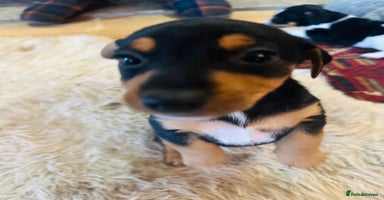 Jack Russell dogs - Advert 16