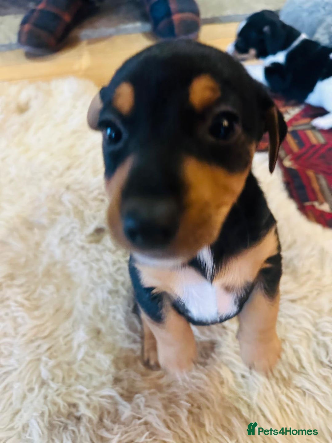 Jack Russell dogs for sale: Gorgeous Jack Russell terrier pups - Image 2
