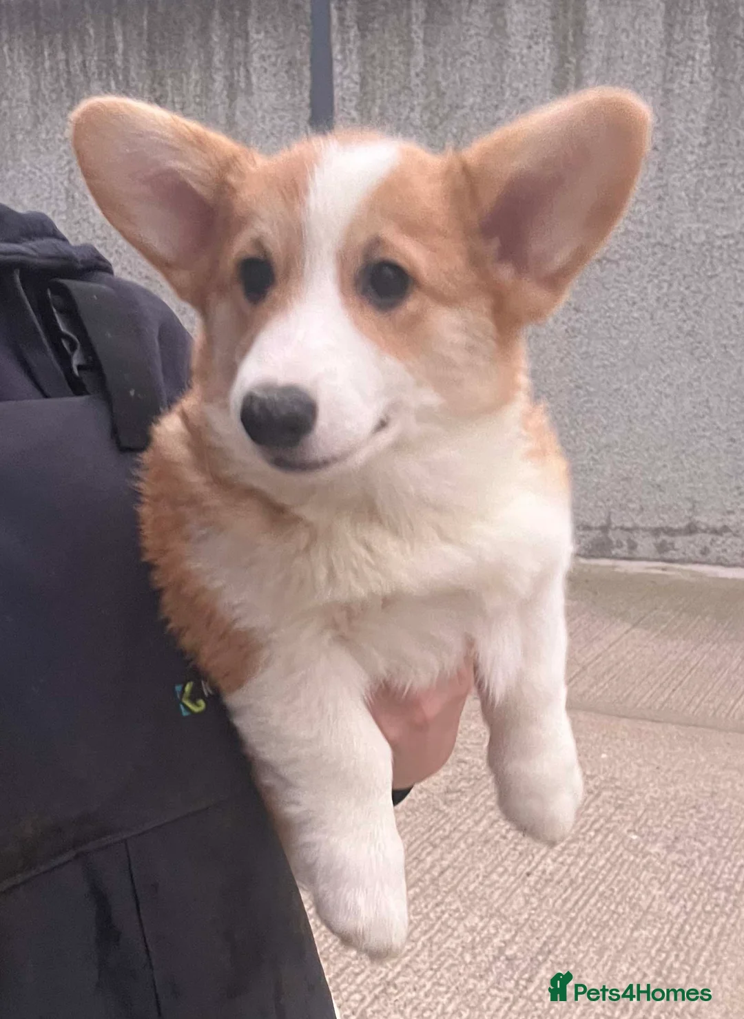 Welsh Corgi Pembroke dogs for sale: Two Male Welsh Corgis Pembroke - Advert 9