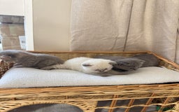 British Shorthair cats for sale: British shorthair kittens  - Image 7