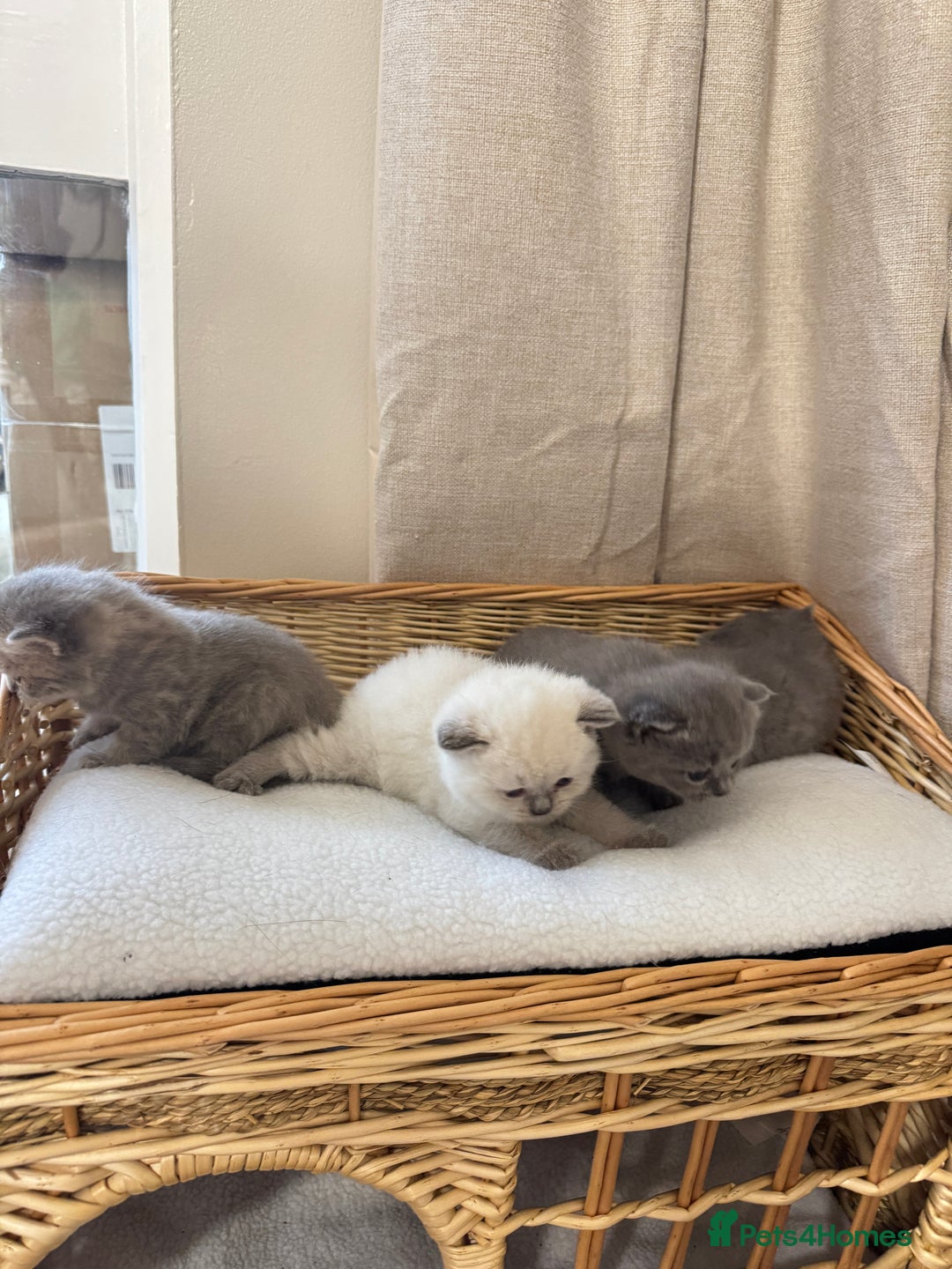 British Shorthair cats for sale: British shorthair kittens  - Image 7