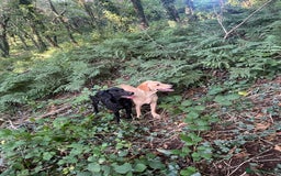 Labrador Retriever dogs for sale: Yellow Labrador  - Image 2