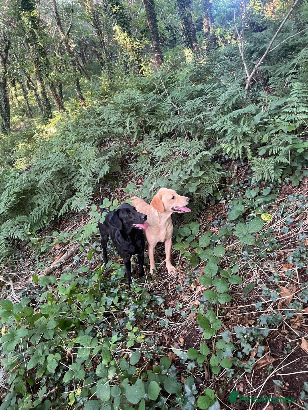 Labrador Retriever dogs for sale: Yellow Labrador  - Image 2