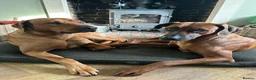 Rhodesian Ridgeback dogs for sale: Premium KC Registered Rhodesian Ridgeback Puppies  - Advert 13
