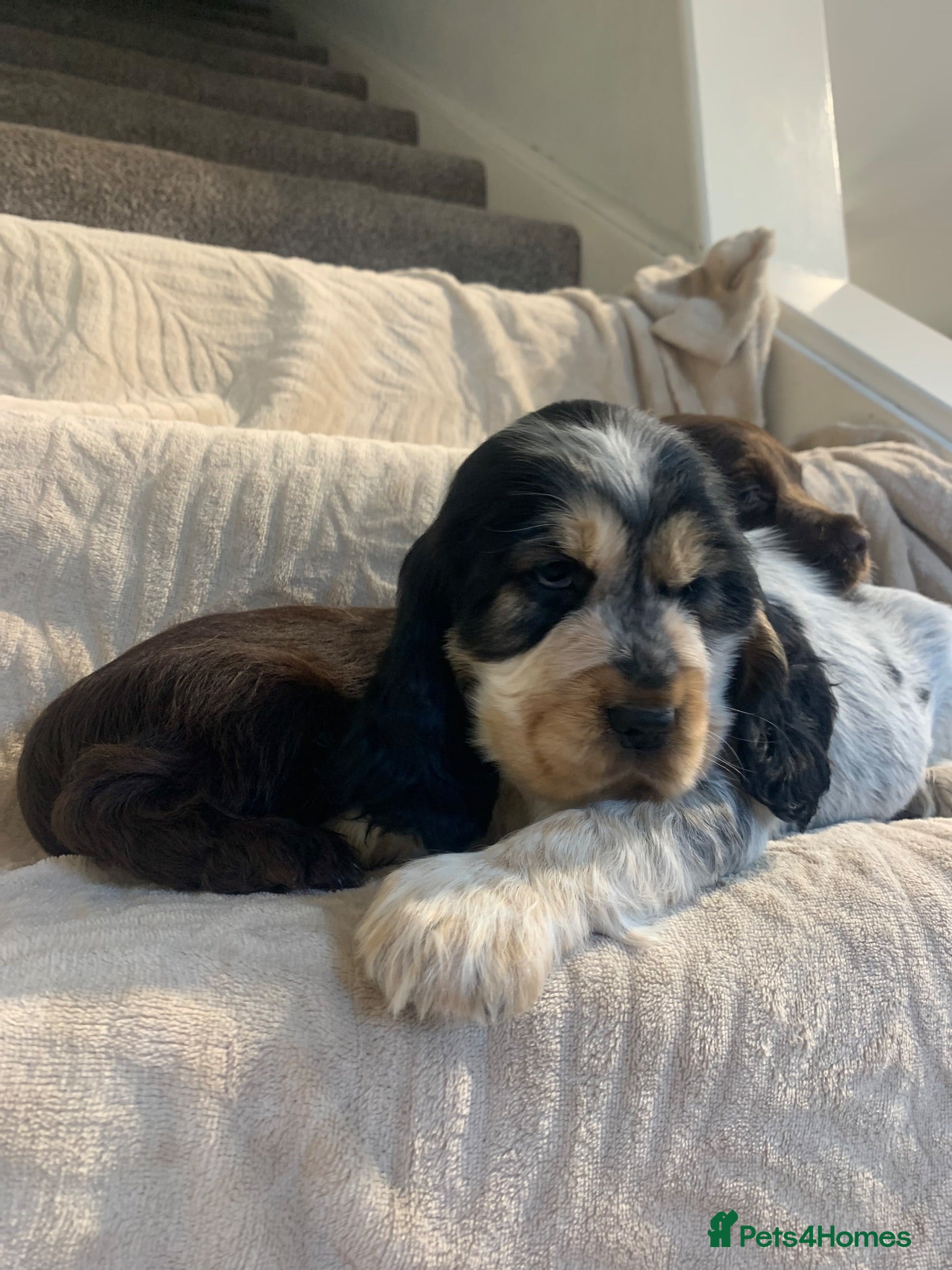 Cocker Spaniel dogs Stunning Show Type Cocker spaniels Ready Now!!  - Advert 5