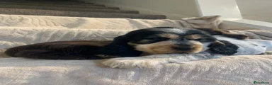 Cocker Spaniel 6