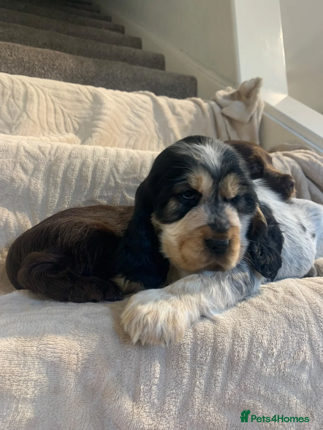 Cocker Spaniel dogs for sale: Stunning Show Type Cocker spaniels Ready Now!!  - Advert 1