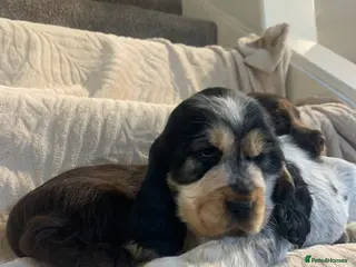 Cocker Spaniel dogs Stunning Show Type Cocker spaniels Ready Now!! - Advert 3