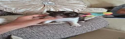 Chihuahua dogs for sale: Xx quality chocolate longcoat chihuahua puppies Xx - Advert 14