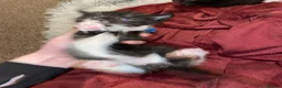 Mixed Breed cats for sale: Kittens for sale in Falkirk - Advert 13