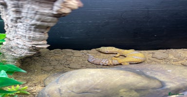 Leopard Gecko reptiles - Advert 15