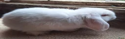 Dwarf Lop rabbits for sale: 2 adorable boy fluffs looking for their new homes - Advert 10