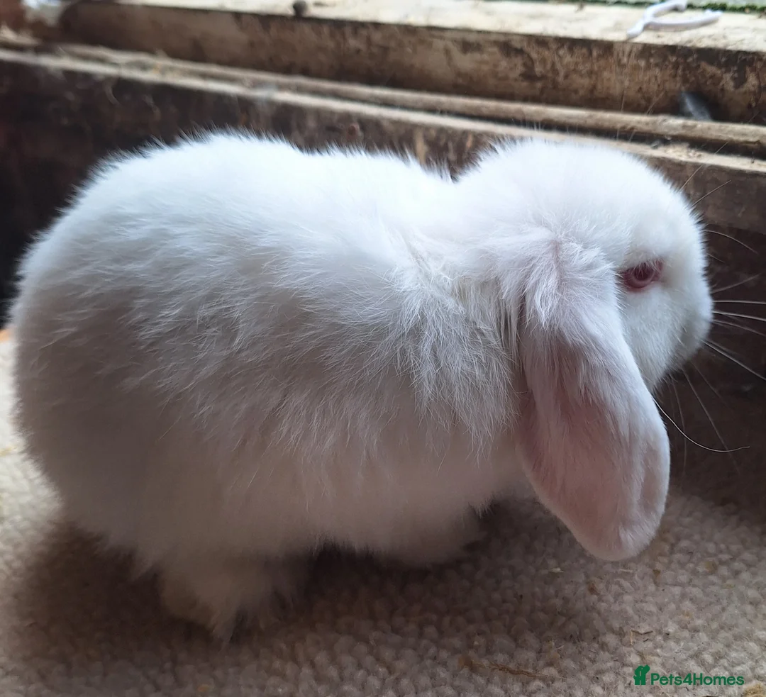 Dwarf Lop rabbits for sale: 2 adorable boy fluffs looking for their new homes - Advert 10