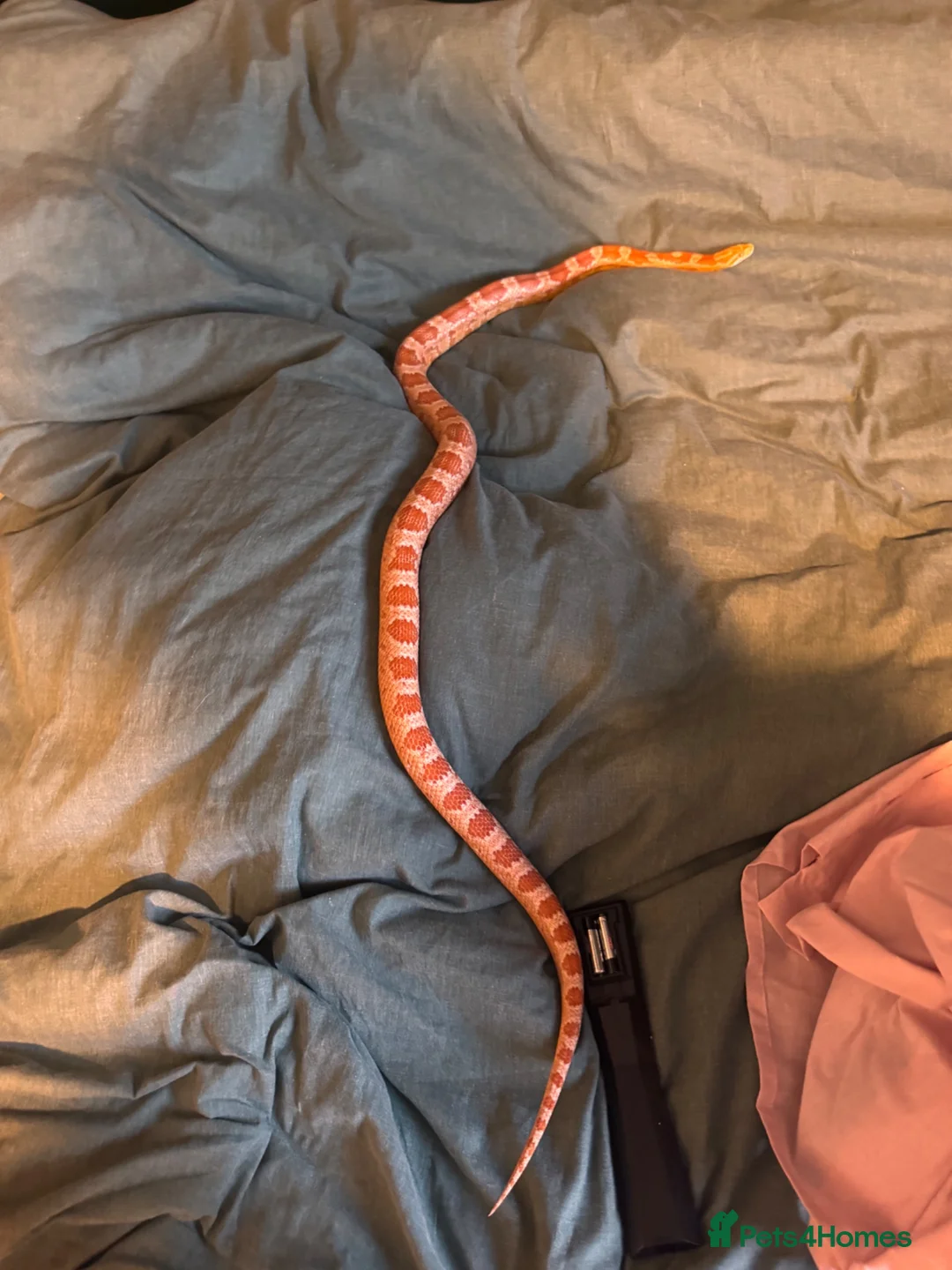 Corn Snake reptiles for sale: Corn Snake For Good Home in Telford - Advert 3