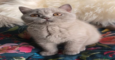 British Shorthair cats - Advert 1