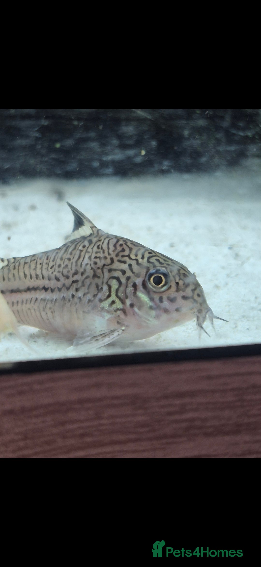 Catfish fish for sale: Catfish  - Advert 9