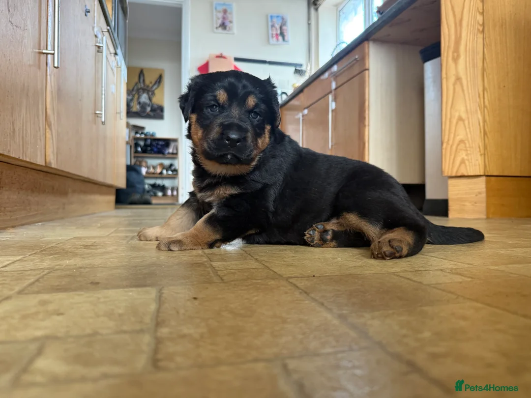 Mixed Breed dogs for sale: The best breed in the world  - Advert 5