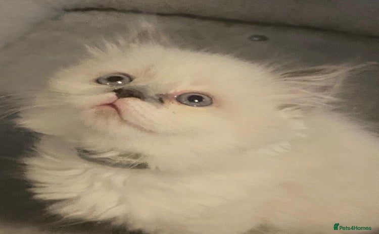Persian cats - Advert 3