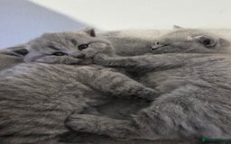 British Shorthair cats for sale: Beautiful GCCF register BSH and BLH - Advert 9