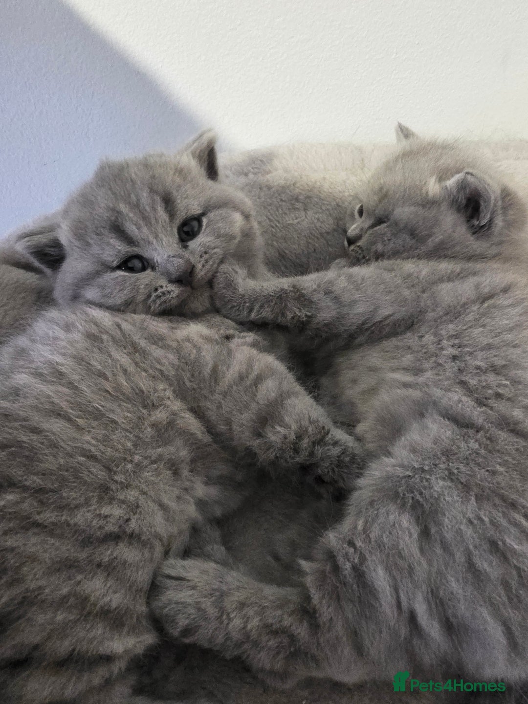 British Shorthair cats for sale: Beautiful GCCF register BSH and BLH - Advert 9