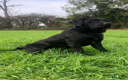 Labrador Retriever dogs for stud: Lab stud  - Image 1