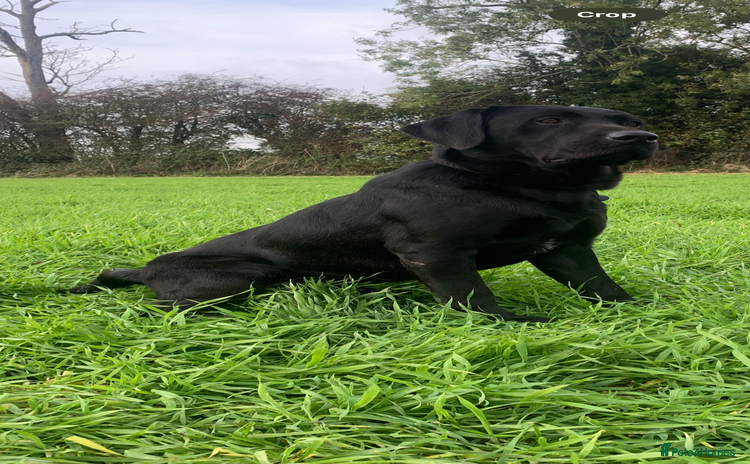 Labrador Retriever dogs - Advert 1