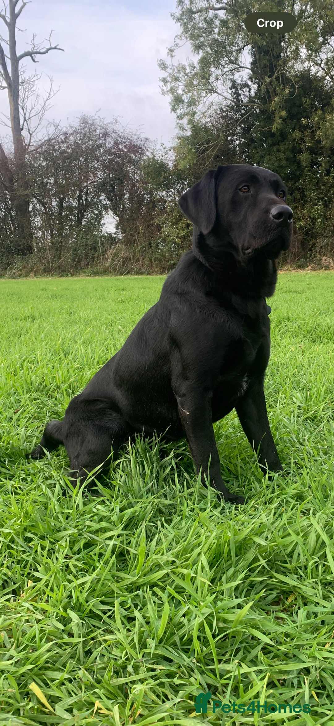 Labrador Retriever dogs for stud: Lab stud  - Image 1
