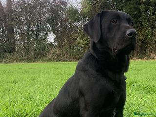 Labrador Retriever dogs - Advert 10