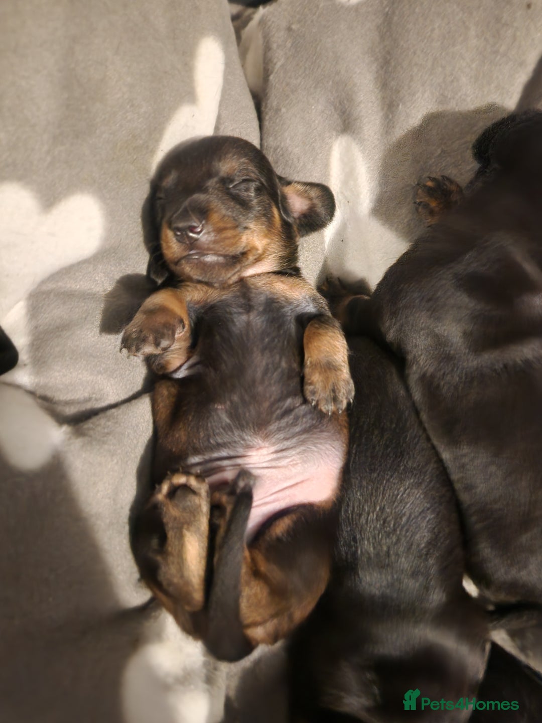 Miniature Dachshund dogs for sale: Full Miniature Dacshund Boy Puppies - Image 7