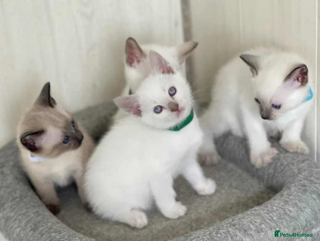 Siamese cats for sale: Traditional GCCF Registered  Siamese Kittens.  - Advert 2