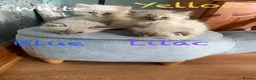Mixed Breed cats for sale: Scottish Fold/Ragdoll in Colchester - Advert 9