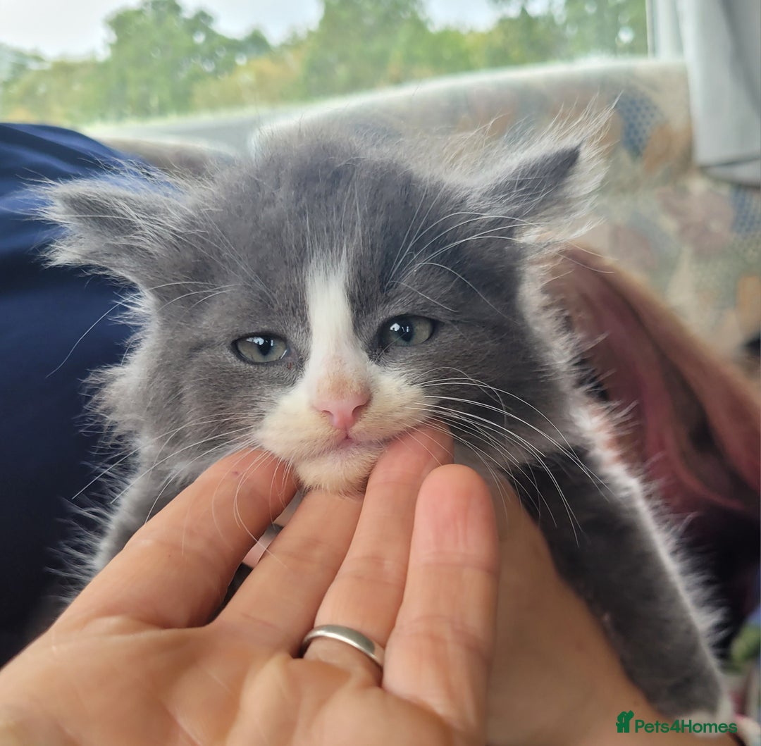 Siberian cats for sale: Hypoallergenic Traditional Siberian kittens  - Image 11