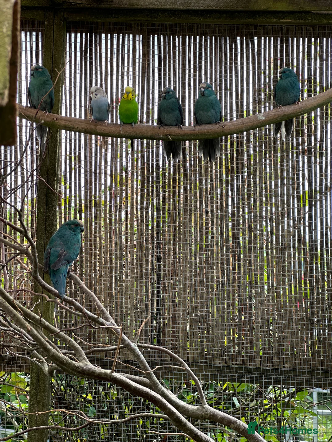Cockatiels birds for sale: Kakariki - Advert 3