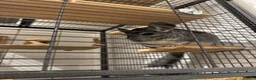 Chinchilla rodents for sale: Bonded Male Chinchillas (3 Yrs) + Everything in York - Advert 10