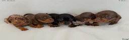 Miniature Dachshund dogs for sale: Miniature dachshund pups.KC reg&council licensed - Advert 8
