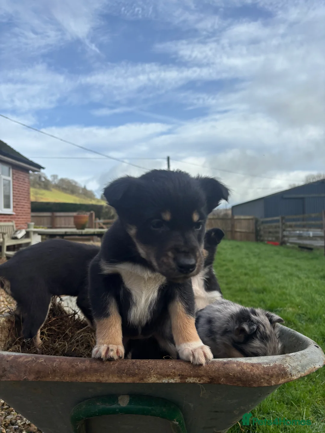 Mixed Breed dogs for sale: Puppies, Australian kelpie cross blue Merle  - Advert 12