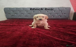 Golden Retriever dogs for sale: Ready go home Golden Retriever puppies ❤️  - Image 4