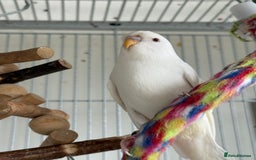 Budgerigars birds for sale: Young and adult unique colour budgies in London - Image 4