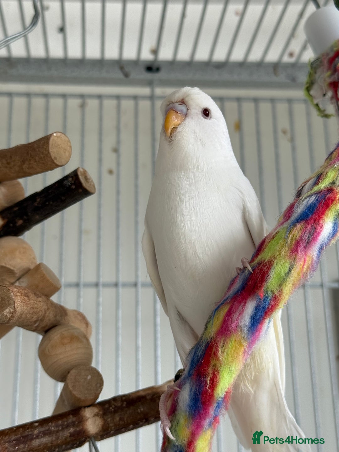 Budgerigars birds for sale: Young and adult unique colour budgies in London - Image 4