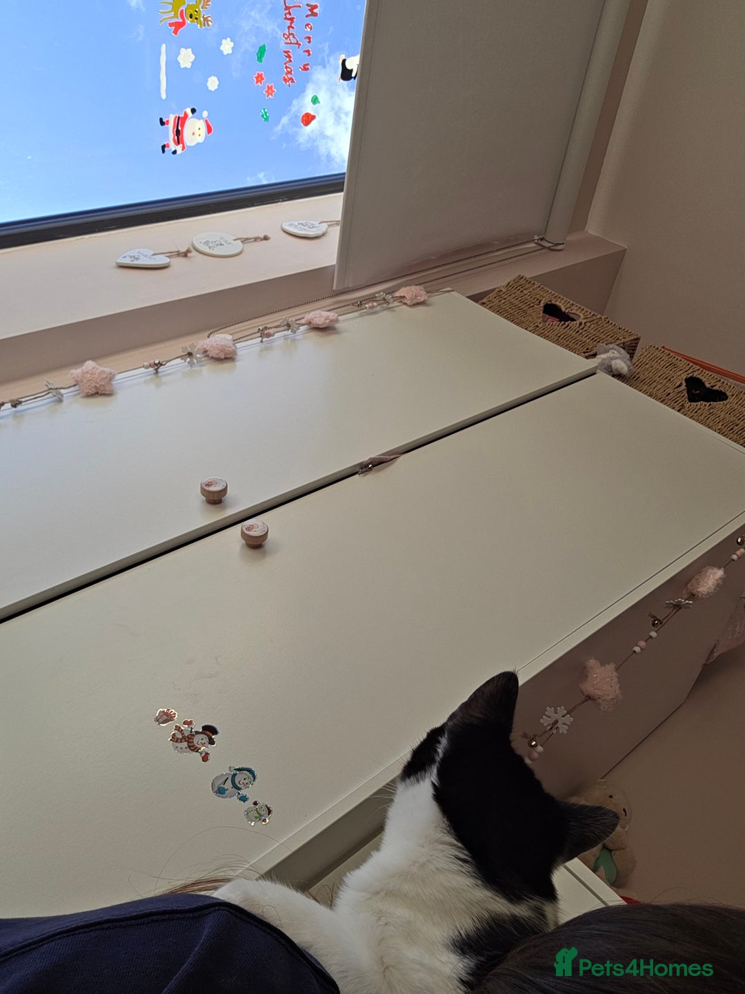 Mixed Breed cats for sale: 2 Female Kittens looking for a forever home - Advert 5