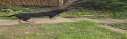 Rottweiler dogs for sale: Top German Rottweiler - Advert 2