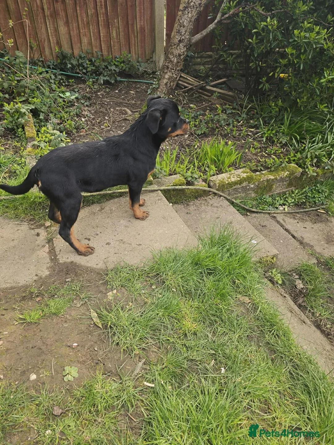 Rottweiler dogs for sale: Top German Rottweiler - Advert 2