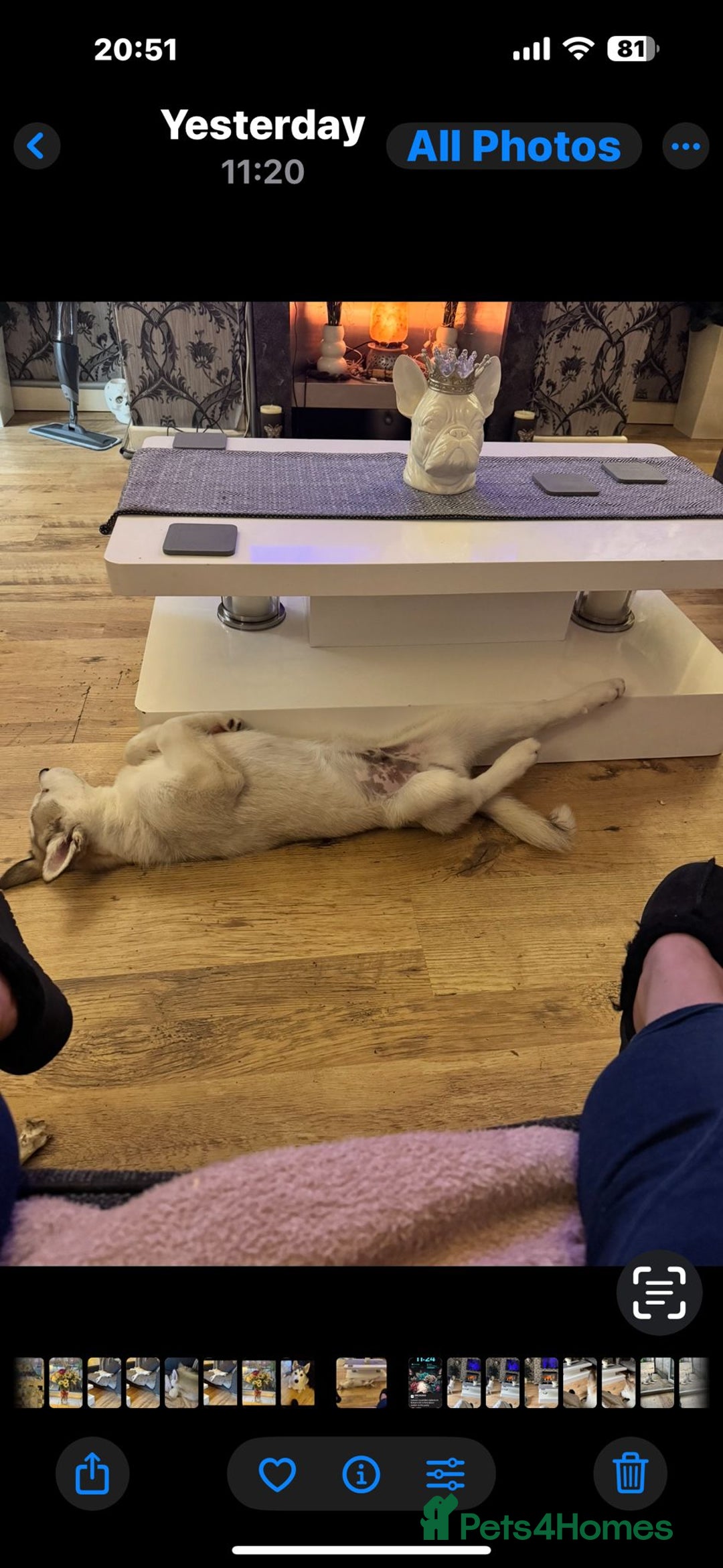Siberian Husky dogs for sale: 12 week old male - Image 3