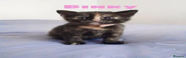 Binky
