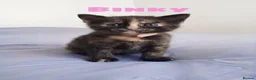 Mixed Breed cats for sale: Four beautiful fluffs - Advert 5
