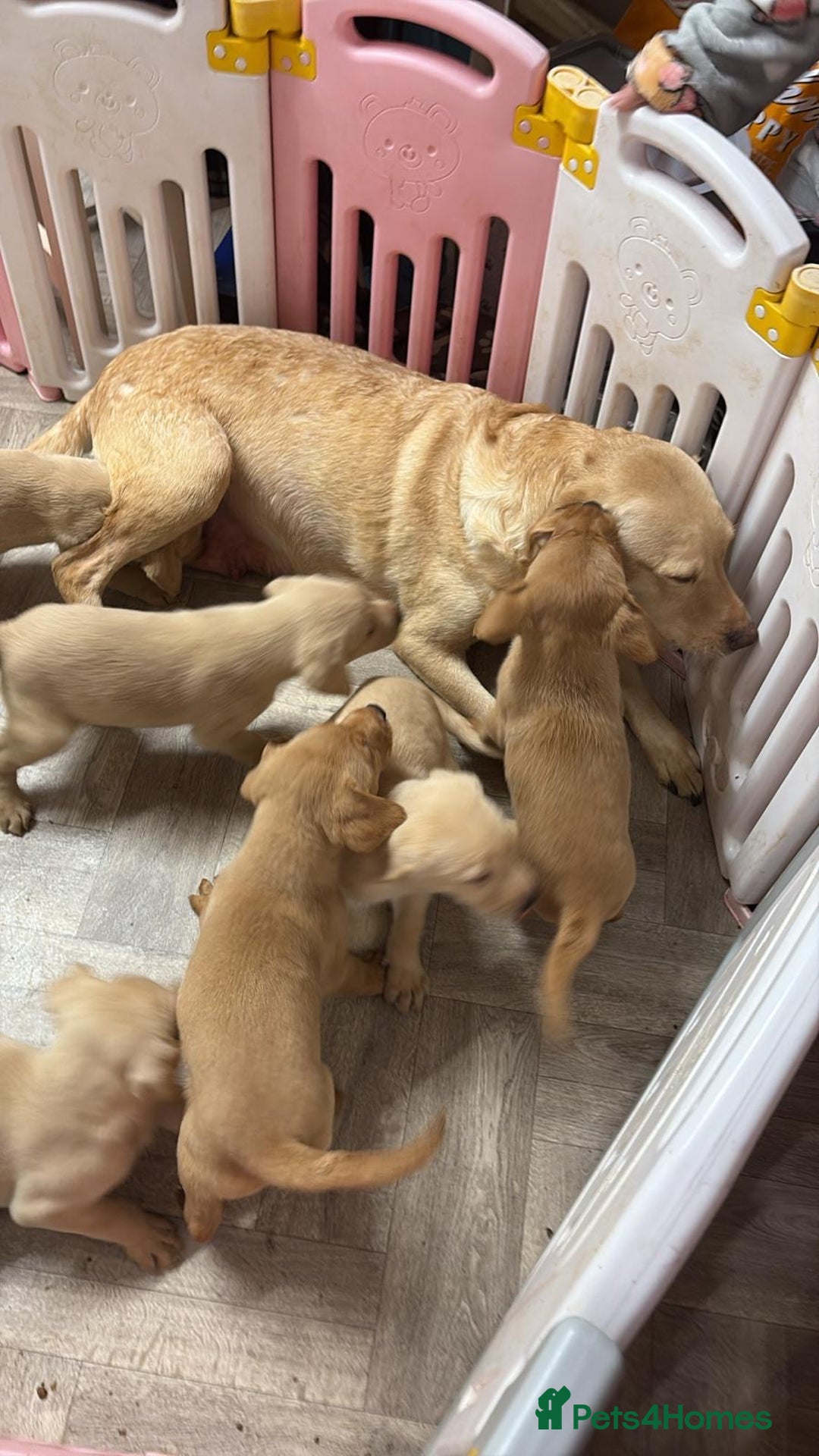 Labrador Retriever dogs for sale: Labrador puppies - Advert 1
