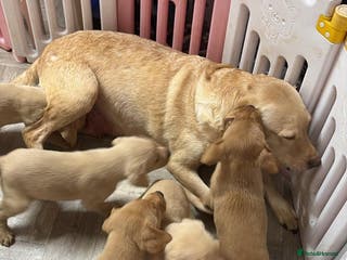 Labrador Retriever dogs Labrador puppies - Advert 3