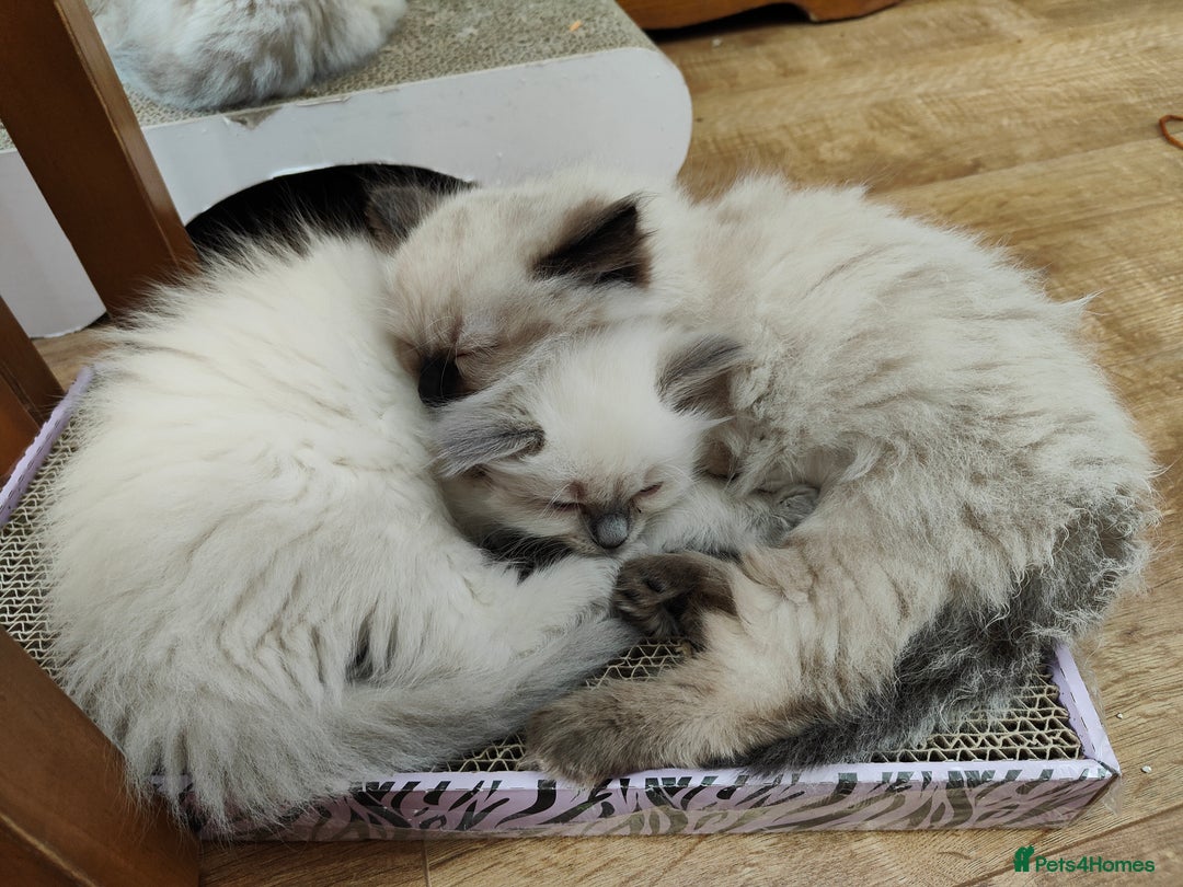 Ragdoll cats for sale: Ragdoll  - Image 4
